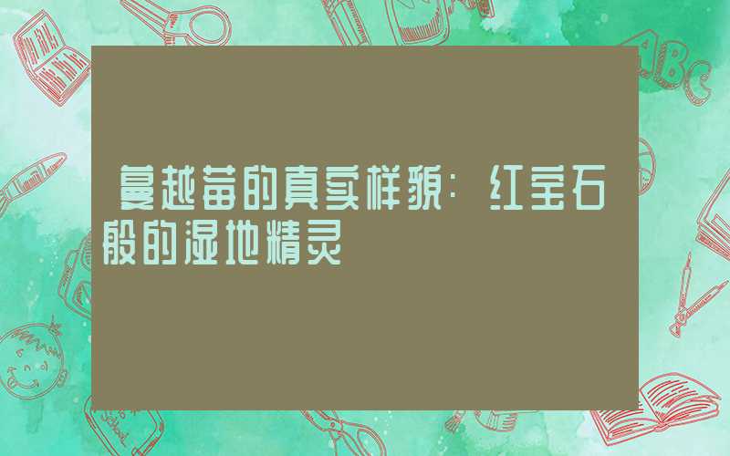 蔓越莓的真实样貌:红宝石般的湿地精灵