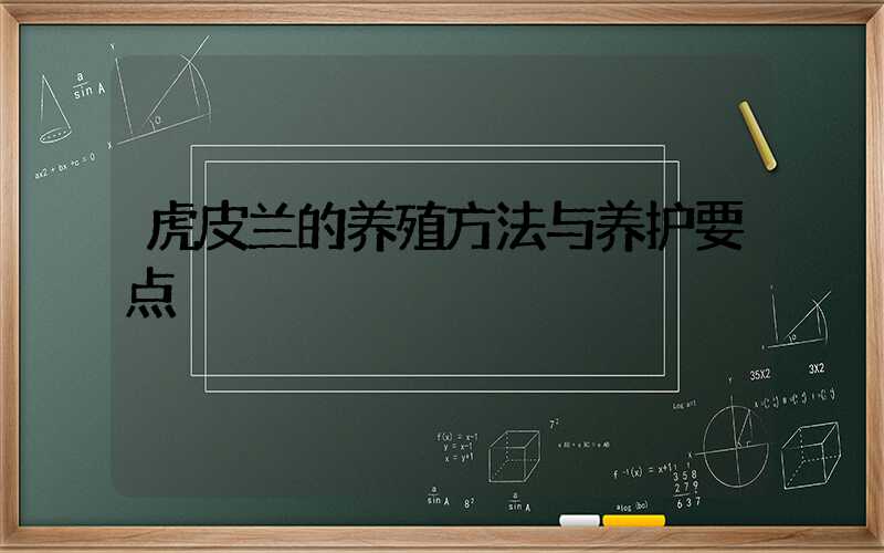 虎皮兰的养殖方法与养护要点