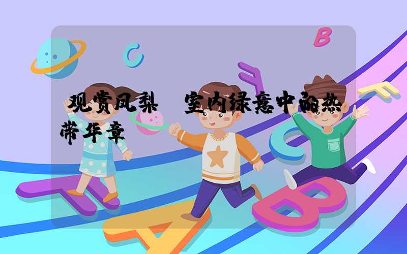 观赏凤梨：室内绿意中的热带华章