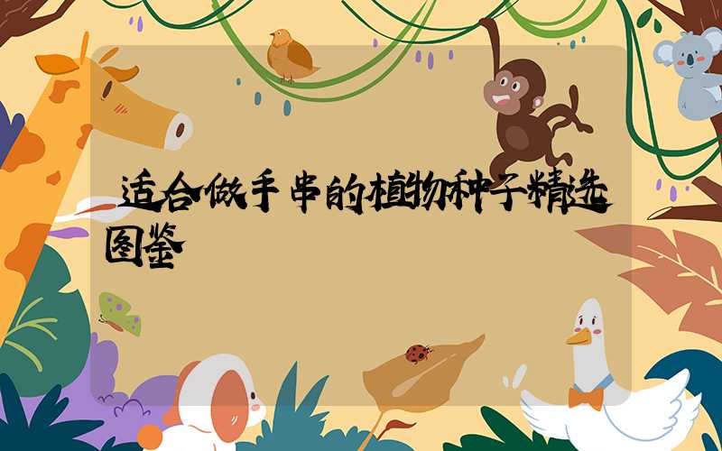 适合做手串的植物种子精选图鉴