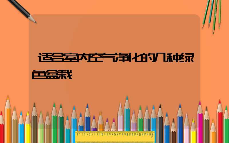 适合室内空气净化的几种绿色盆栽