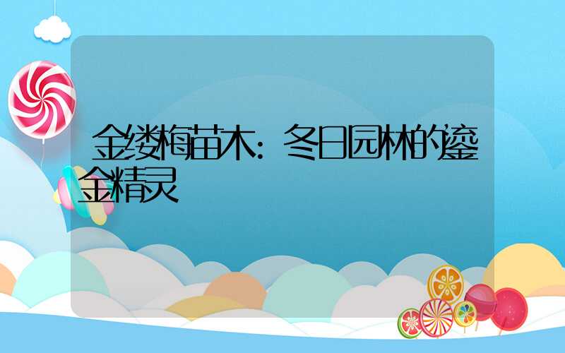 金缕梅苗木:冬日园林的鎏金精灵