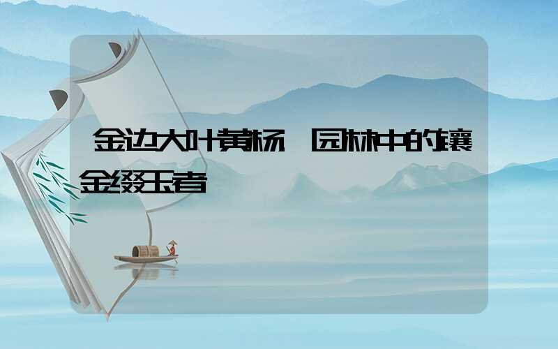 金边大叶黄杨:园林中的镶金缀玉者
