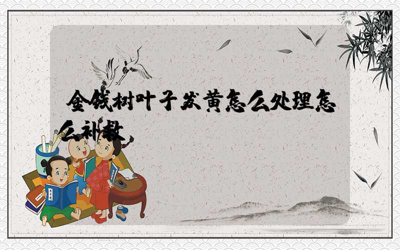 金钱树叶子发黄怎么处理怎么补救