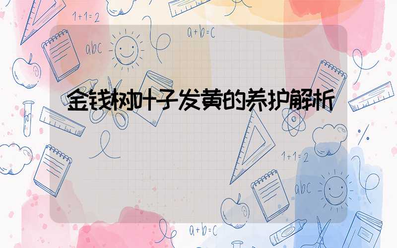 金钱树叶子发黄的养护解析