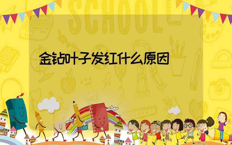 金钻叶子发红什么原因