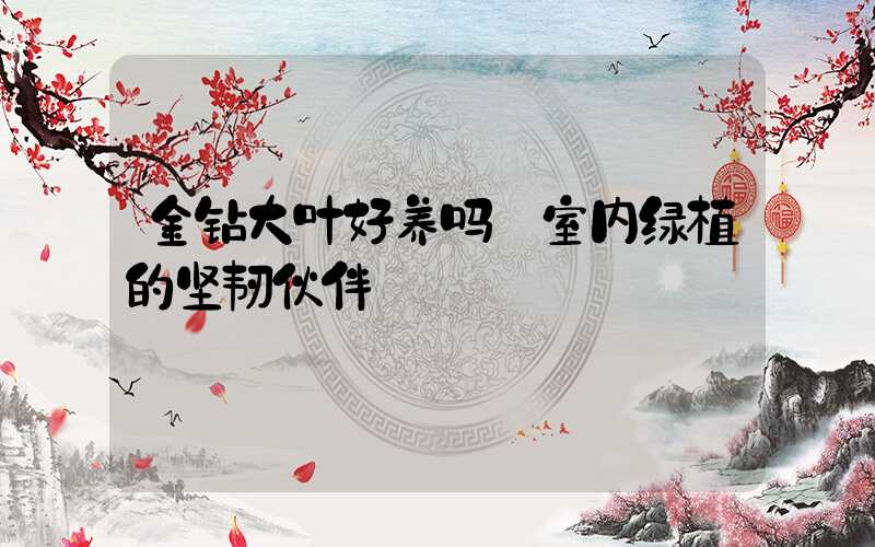 金钻大叶好养吗:室内绿植的坚韧伙伴