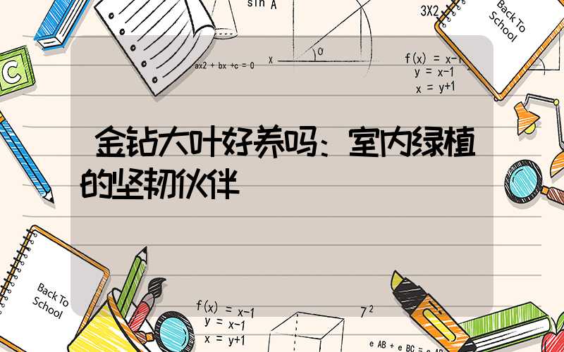 金钻大叶好养吗：室内绿植的坚韧伙伴