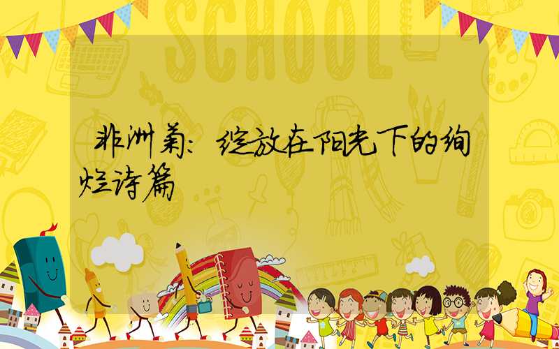 非洲菊:绽放在阳光下的绚烂诗篇