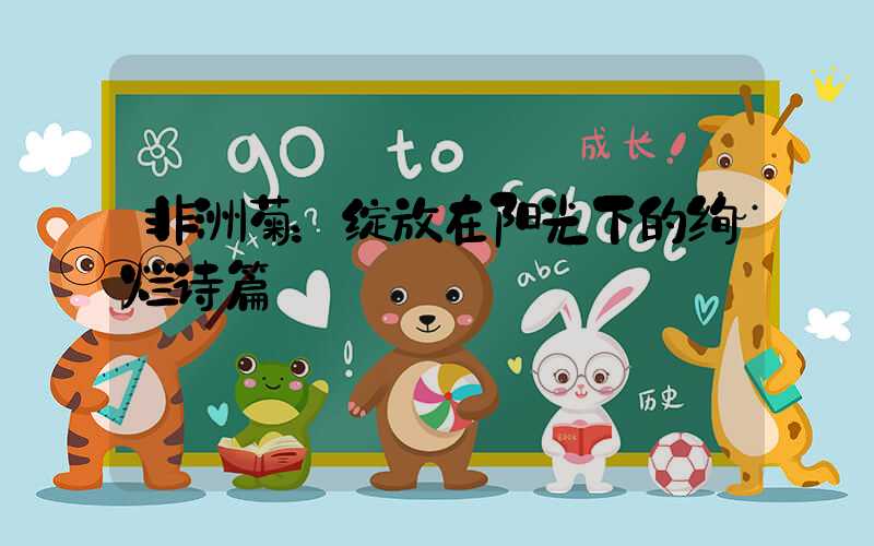 非洲菊：绽放在阳光下的绚烂诗篇