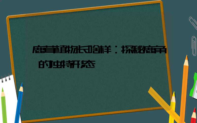 鹿茸植物长啥样：探秘鹿角蕨的独特形态