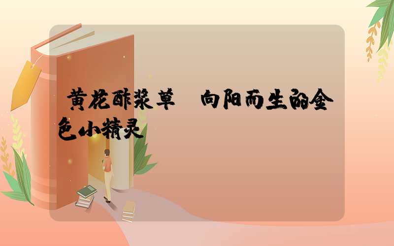 黄花酢浆草:向阳而生的金色小精灵