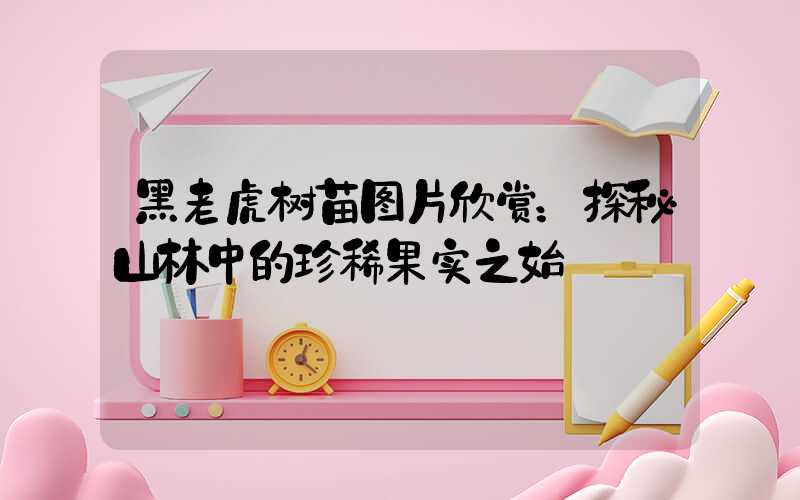 黑老虎树苗图片欣赏：探秘山林中的珍稀果实之始