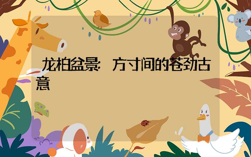 龙柏盆景:方寸间的苍劲古意