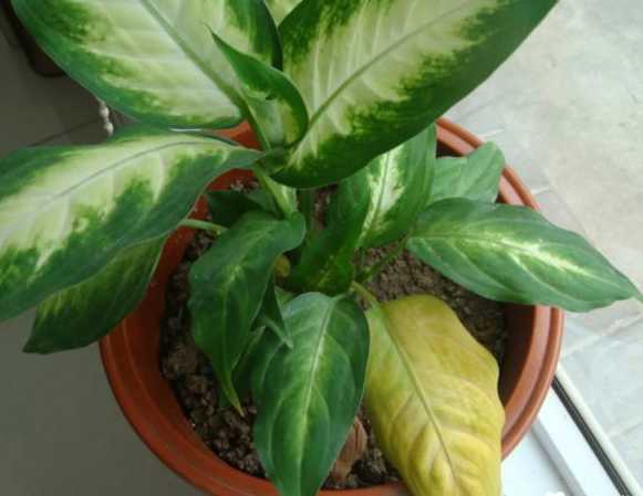 万年青老叶发黄怎么办 花叶万年青叶子发黄原因和解决办法