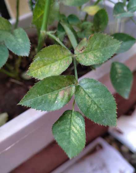 花叶子干枯发黄怎么办 花叶子发黄干枯怎么治