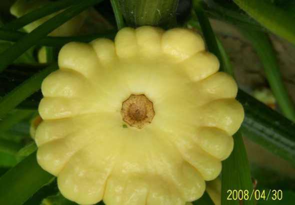 普遍的南瓜是什么形状 南瓜有哪些常见的形状