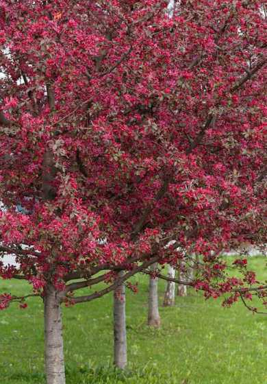 海棠花树为什么养不活 在家中养海棠不吉利吗