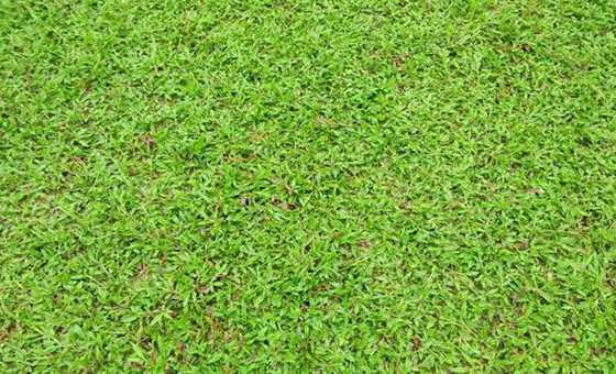 果岭草和地毯草哪个好 果岭草和地毯草什么区别