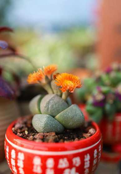 帝玉开的花是怎么样的 多肉帝玉的花语是什么