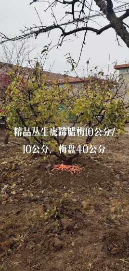 10公分腊梅价格多少 大叶女贞价格是多少