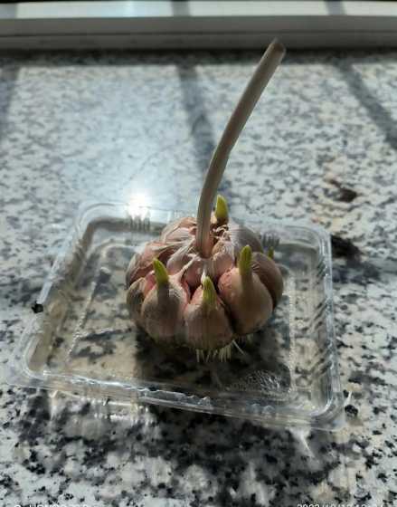 水培大蒜用什么长得快 为什么水培大蒜比土培大蒜长的快