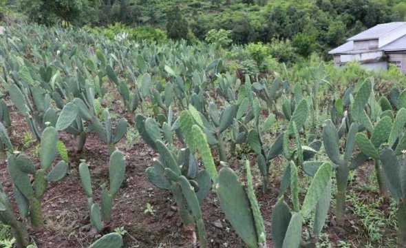 沙质土适合种什么作物 农村沙质土壤适合种什么农作物原因是什么呢