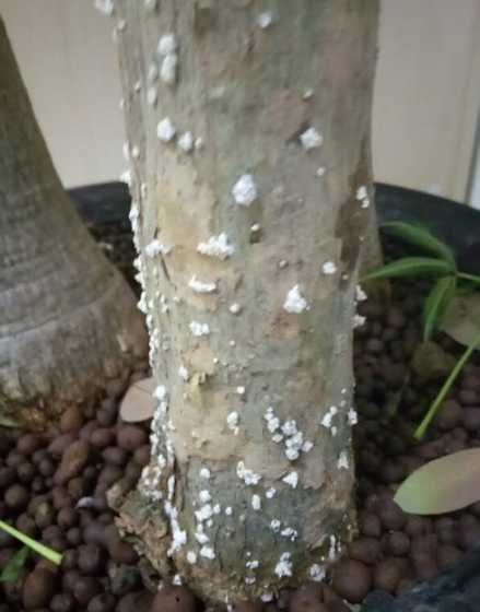 发财树介壳虫怎么处理 发财树长虫子怎么办