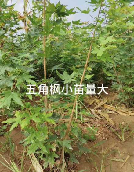 五角枫一年半苗多少钱 两年生五角枫苗需要平茬吗