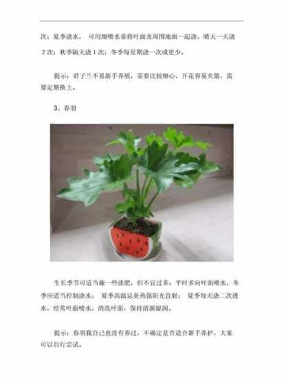 新种植的盆栽怎么养护 家庭养花新买的花如何保养