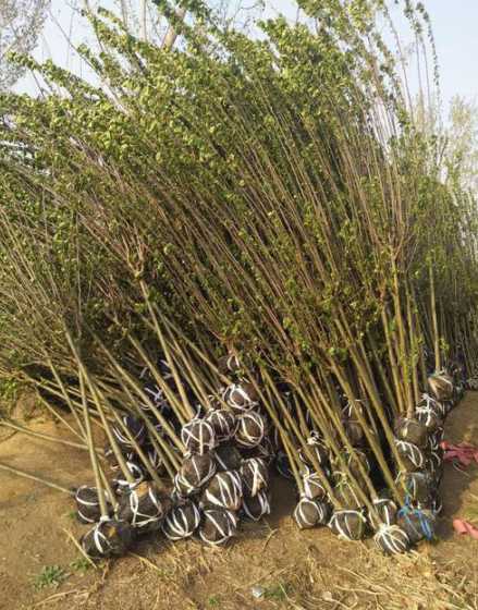 海棠树苗一年能长多少 海棠树苗多少年能开花结果