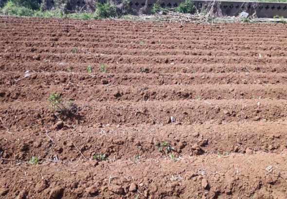 花生用什么栽种的土壤 花生适合什么土壤种植