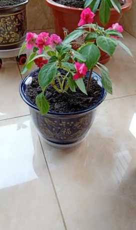 何氏凤仙结晶怎么处理 何氏凤仙的叶子上长了白点怎么治