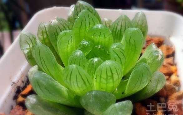 肉质植物属于什么植物 多肉植物属于什么植物类型