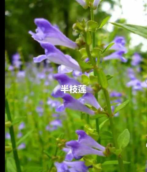 半枝莲生长在什么季节 野生半枝莲一般生长在什么地方可以人工种植吗