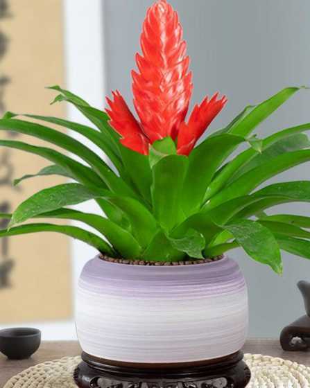 鸿运当头秋季怎么浇水 鸿运当头正确浇水方法