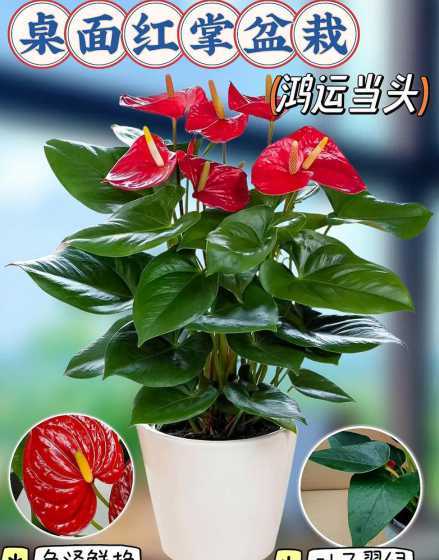 火鹤红掌什么时候开花 红掌什么时候开花