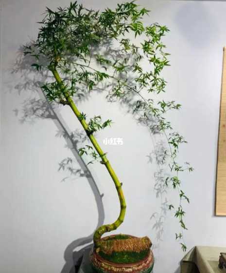 怎么让盆景竹子不长高 怎样竹子盆景的竹杆才能变弯