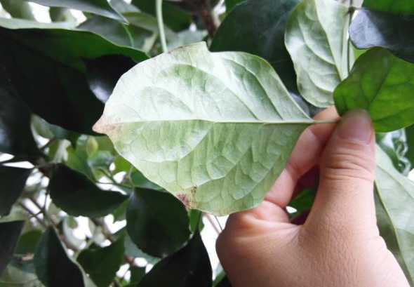 幸福树叶子粘液怎么办 幸福树叶子上有粘液是怎么回事