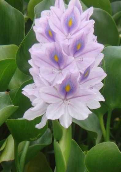 水里面兑什么可以让花 插花时在水中加什么可以保持花朵的鲜艳