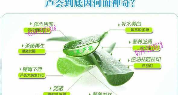 芦荟叶子自己怎么加工 芦荟怎么加工才能用