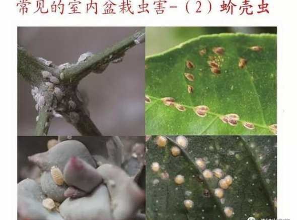 花草树木不喜欢什么害虫 盆土里有粪蛆对花草树木有害吗