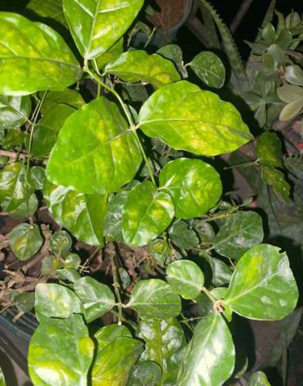 为什么茉莉的叶子发黄 茉莉花叶子发黄是怎么回事