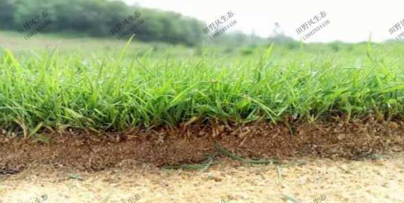 为什么马尼拉不可播种 马尼拉草籽如何播种,马尼拉草可以播种吗