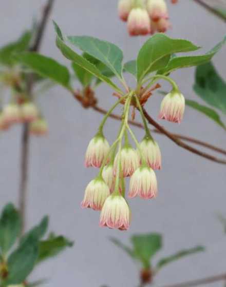 吊钟为什么有花蕾不开 为什么夜来香的花朵都凋谢了,是不是会死了呢