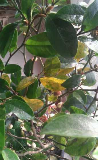 含笑花掉叶子怎么回事 含笑花叶子发黑,掉落是什么原因呢