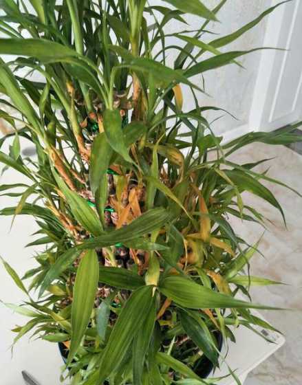 水养竹叶子发黄怎么办 水养竹子叶子发黄怎么补救