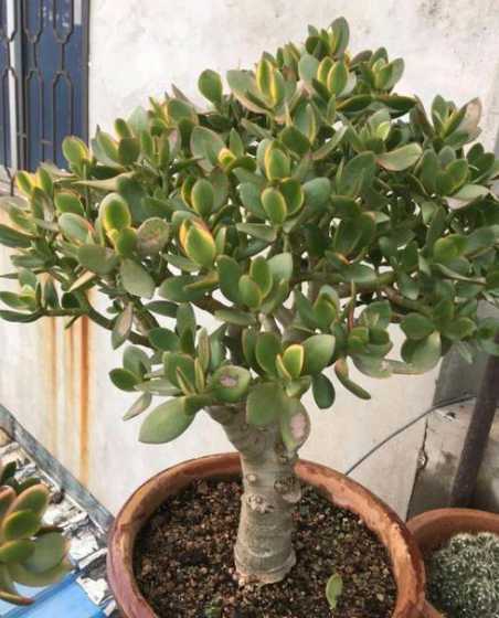 燕子掌适合放什么位置 燕子掌放卧室好不好 摆放哪里有易风水