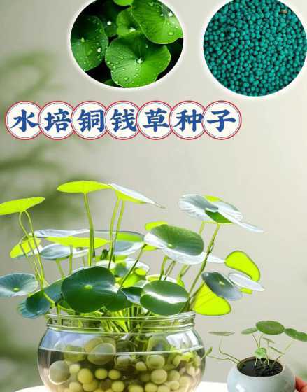 四川适合种植什么草籽 草籽怎么种植