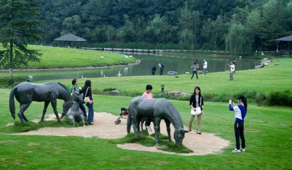 湖北马尼拉草坪哪里有 马尼拉草坪多少钱一平方报价,价格